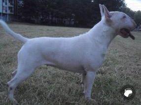 WARIOR´S XANTIE LADY